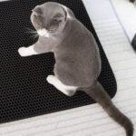Két rétegű macskaalom kilépő szőnyeg rendszerető gazdiknak (BB15656) (13)
