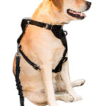 Hámhoz csatlakoztatható biztonsági öv kutyáknak (BB6230) 12