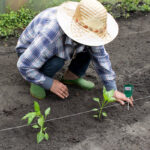 PH mérő talajvizsgáló készülék növény termesztéshez (BB0693) (4)