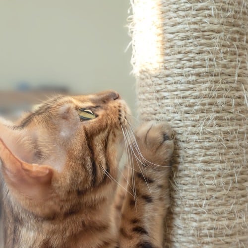 Cat scratching scratching post closeup.