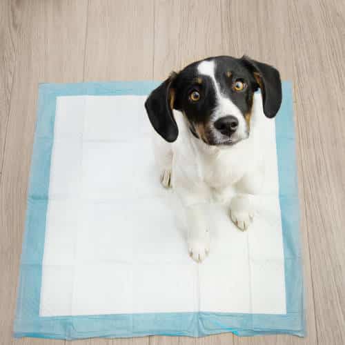 Portrait puppy dog sitting on a pee training pad looking up on w