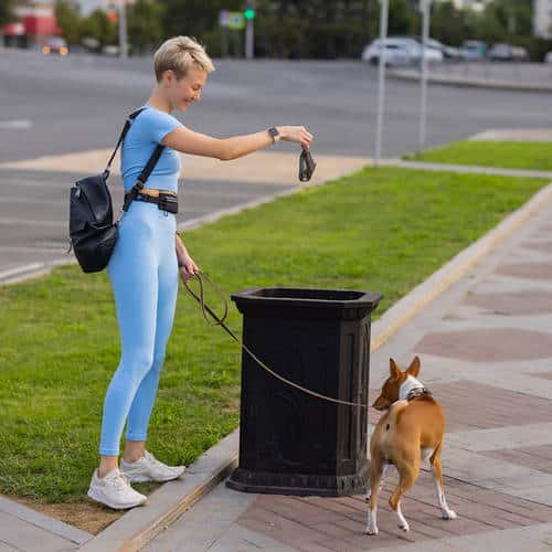 People working as dog-sitter, girl with french poodle dog in park. The young hispanic woman picks up her pet’s poo with plastic bag.
