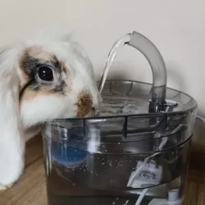 Automata vízadagoló kisállatoknak – itató csap szűrőrendszerrel, 2L (WNDR20700) - Image 6