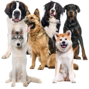 Purlov XXL hűsítő gélmatrac kisállatoknak – 110 × 70 cm, automatikus hűtés, újrahasználható (WNDR25536) - Image 3